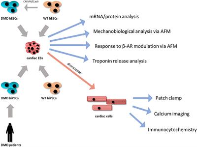 DMD Pluripotent Stem Cell Derived Cardiac Cells Recapitulate in vitro Human Cardiac Pathophysiology